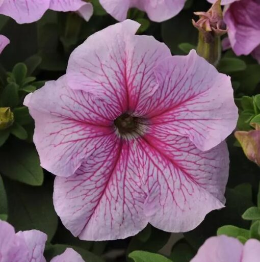 petunia daddy flower seeds