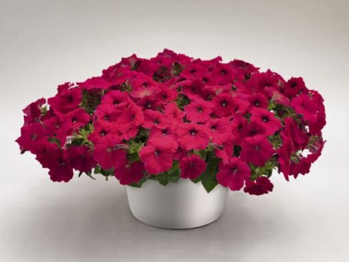 petunia deep flower seeds