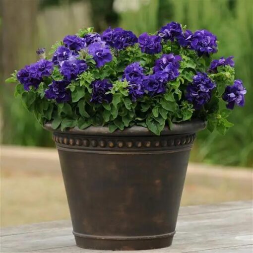 blue petunia flower seeds