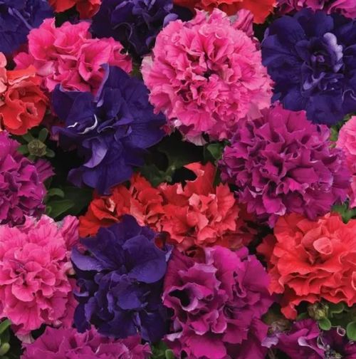 petunia double flower seeds