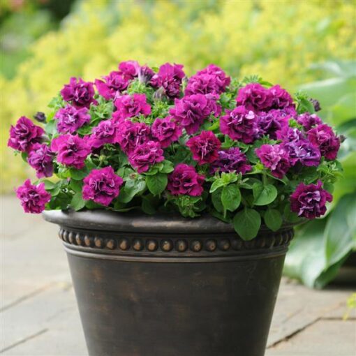 petunia double flower seeds