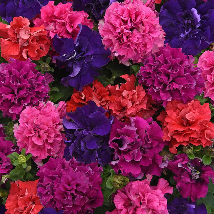 Double Petunia Flower Seeds – Heirloom, Non-GMO, High Germination Seeds