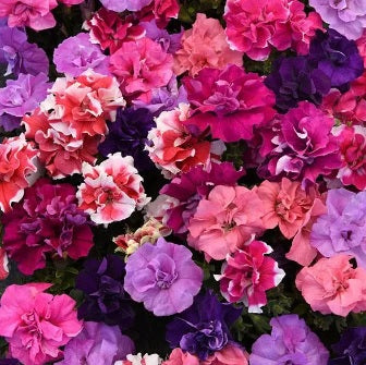 petunia double flower seeds