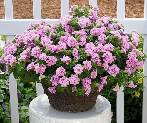 pink petunia flower seeds