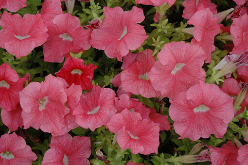 petuniadreamsalmonimportedheirloomnongmohighgerminationorganicgarden flower seeds