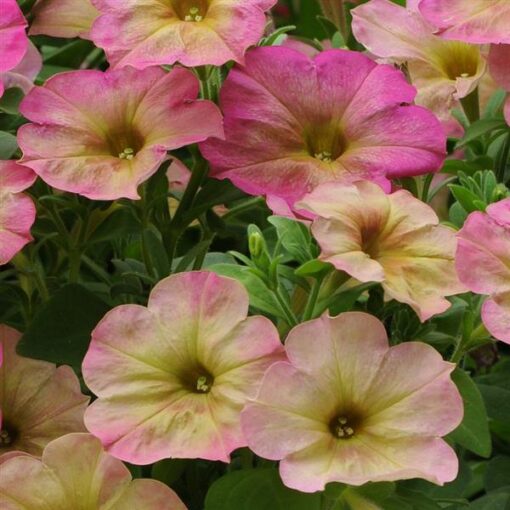 petuniadustyroseimportedpellettedheirloomnongmohighgerminationorganicgarden flower seeds