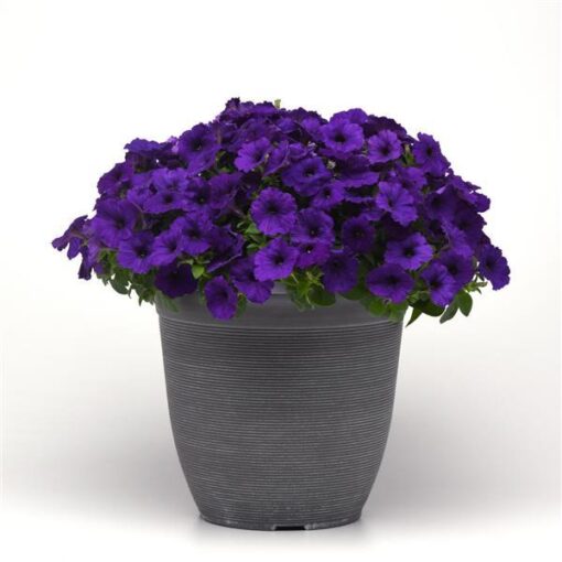 blue petunia flower seeds