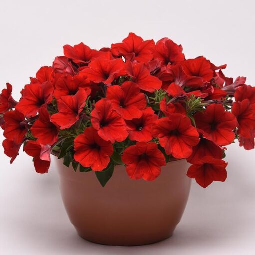 petuniaeeasywaveredspreadingpetuniaimportedpelletedheirloomnongmohighgerminationorganicgarden flower seeds