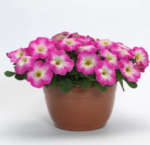 petuniaeeasywaverosemornspreadingpetuniaimportedpelletedheirloomnongmohighgerminationorganicgarden flower seeds