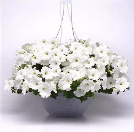 petuniaeeasywavewhitespreadingpetuniaimportedpelletedheirloomnongmohighgerminationorganicgarden flower seeds