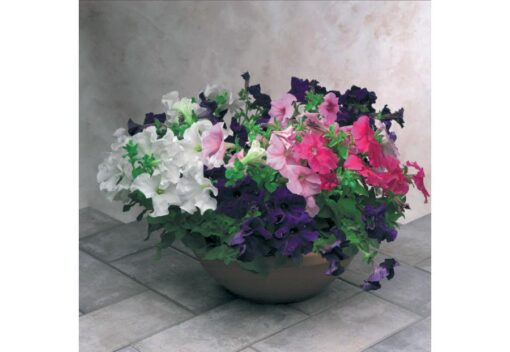 petuniaeagleimportedheirloomnongmohighgerminationorganicgarden flower seeds