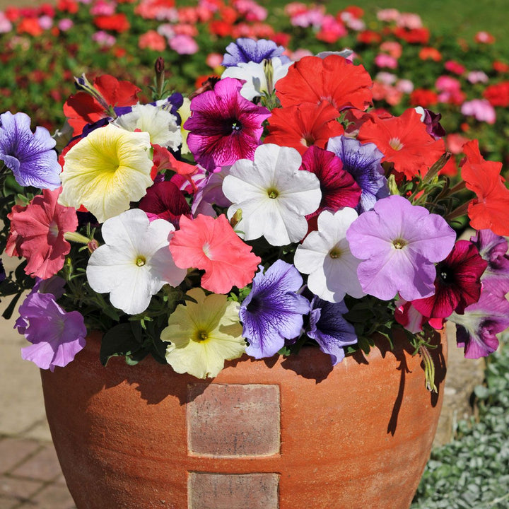 Mixed Petunia Flower Seeds – Heirloom, Non-GMO, High Germination Seeds