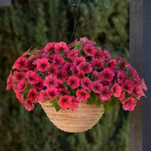 petuniaeasywaveberryvellourspreadingpetuniaimportedpelletedheirloomnongmohighgerminationorganicgarden flower seeds