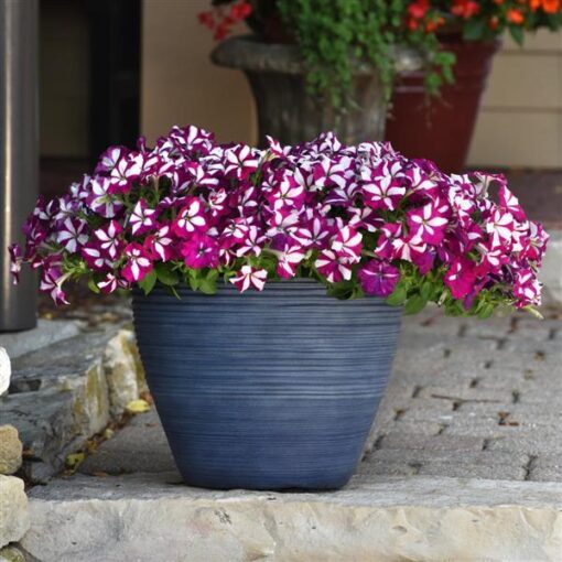 petunia easy flower seeds