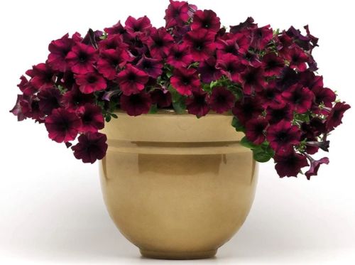 petuniaeasywaveburgundyvelourspreadingpetuniaimportedpelletedheirloomnongmohighgerminationorganicgarden flower seeds