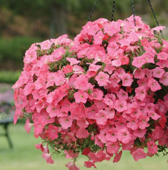 petuniaeasywavecoralspreadingpetuniaimportedpelletedheirloomnongmohighgerminationorganicgarden flower seeds