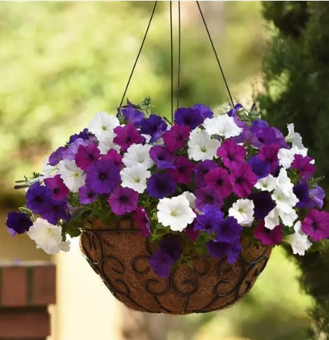 petunia easy flower seeds