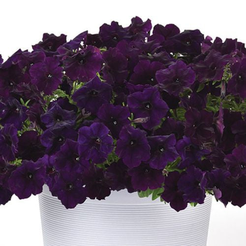 petuniaeasywavenavyvellourspreadingpetuniaimportedpelletedheirloomnongmohighgerminationorganicgarden flower seeds