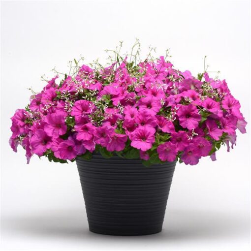 petunia easy flower seeds
