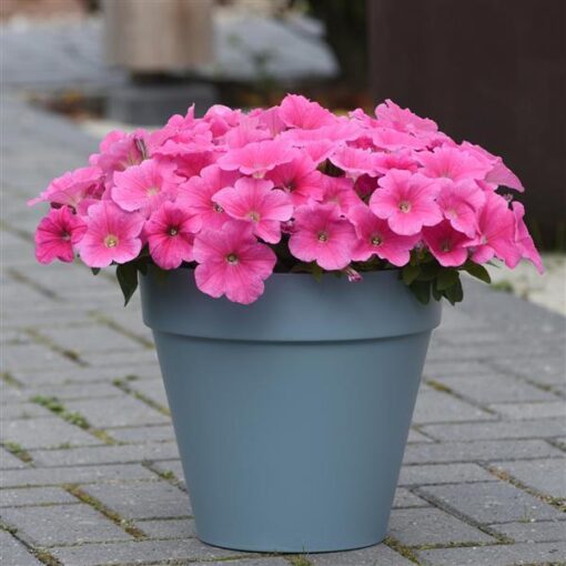 pink petunia flower seeds