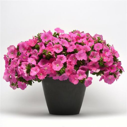 pink petunia flower seeds