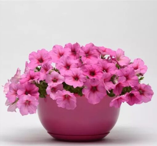pink petunia flower seeds