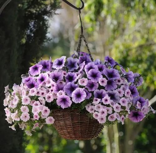 petuniaeasywaveplumveinspreadingpetuniaimportedpelletedheirloomnongmohighgerminationorganicgarden flower seeds