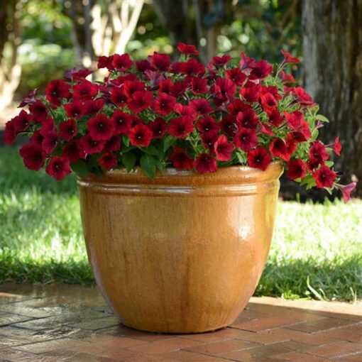 petuniaeasywaveredvelourspreadingpetuniaimportedpelletedheirloomnongmohighgerminationorganicgarden flower seeds