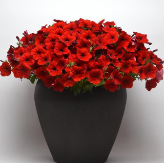 red petunia flower seeds