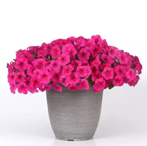 petunia easy flower seeds
