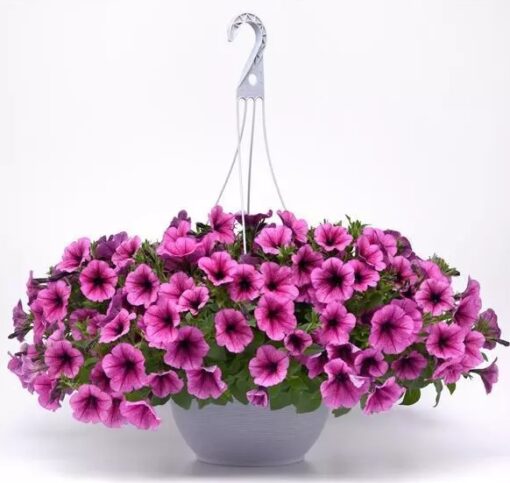 petunia easy flower seeds