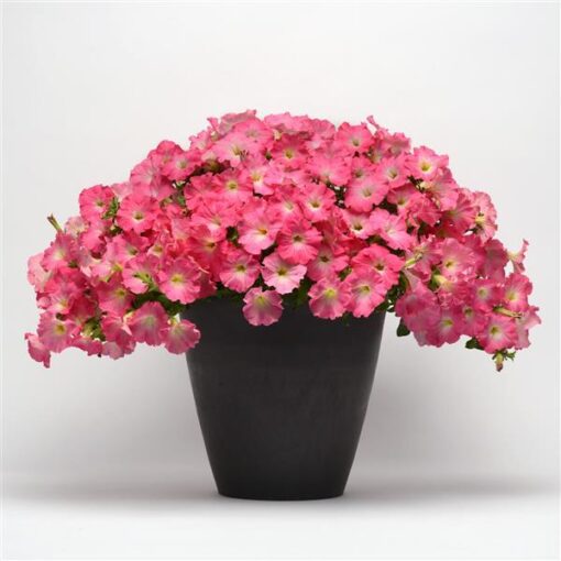 petuniaeasywaveroseydawnspreadingpetuniaimportedpelletedheirloomnongmohighgerminationorganicgarden flower seeds