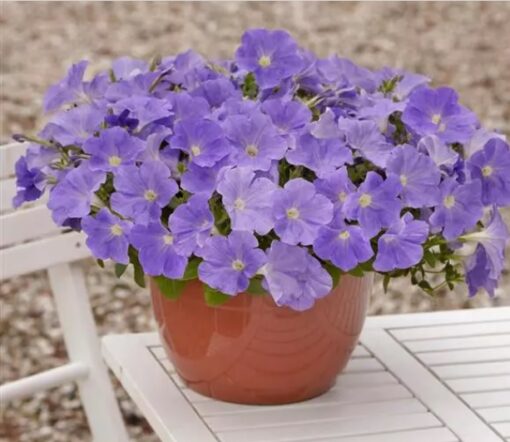 petuniaeasywaveskybluespreadingpetuniaimportedpelletedheirloomnongmohighgerminationorganicgarden flower seeds