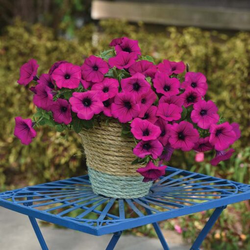 violet petunia flower seeds
