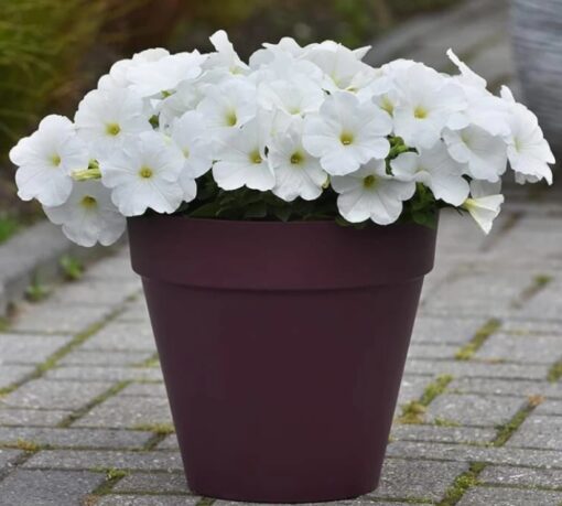 white petunia flower seeds