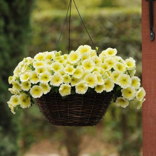 petuniaeeasywaveyellowspreadingpetuniaimportedpelletedheirloomnongmohighgerminationorganicgarden flower seeds