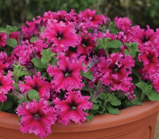 petunia espresso flower seeds