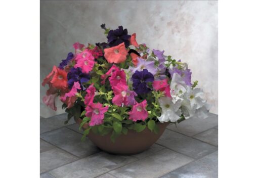 petunia falcon flower seeds