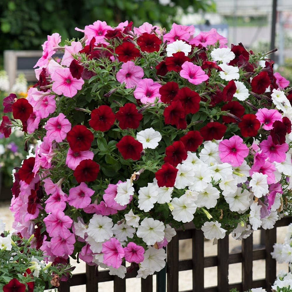 petunia flower flower seeds