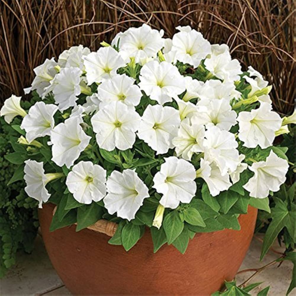 petunia flower flower seeds
