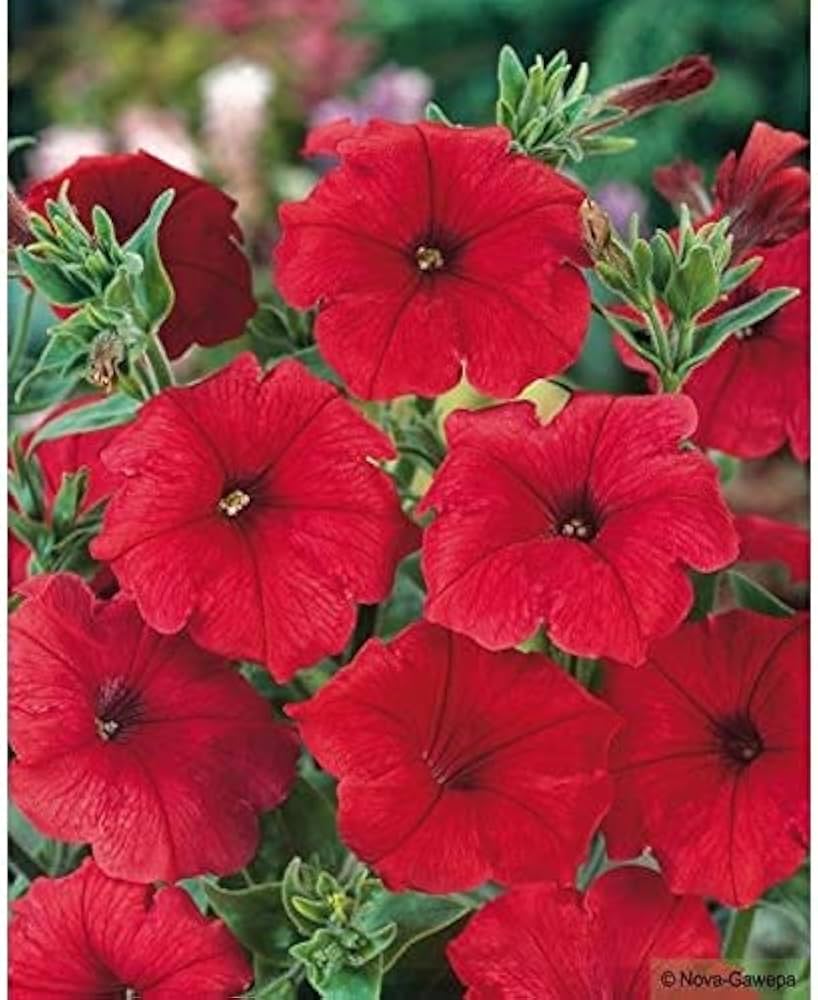 petunia flower flower seeds