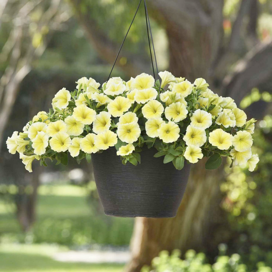 petunia flower flower seeds