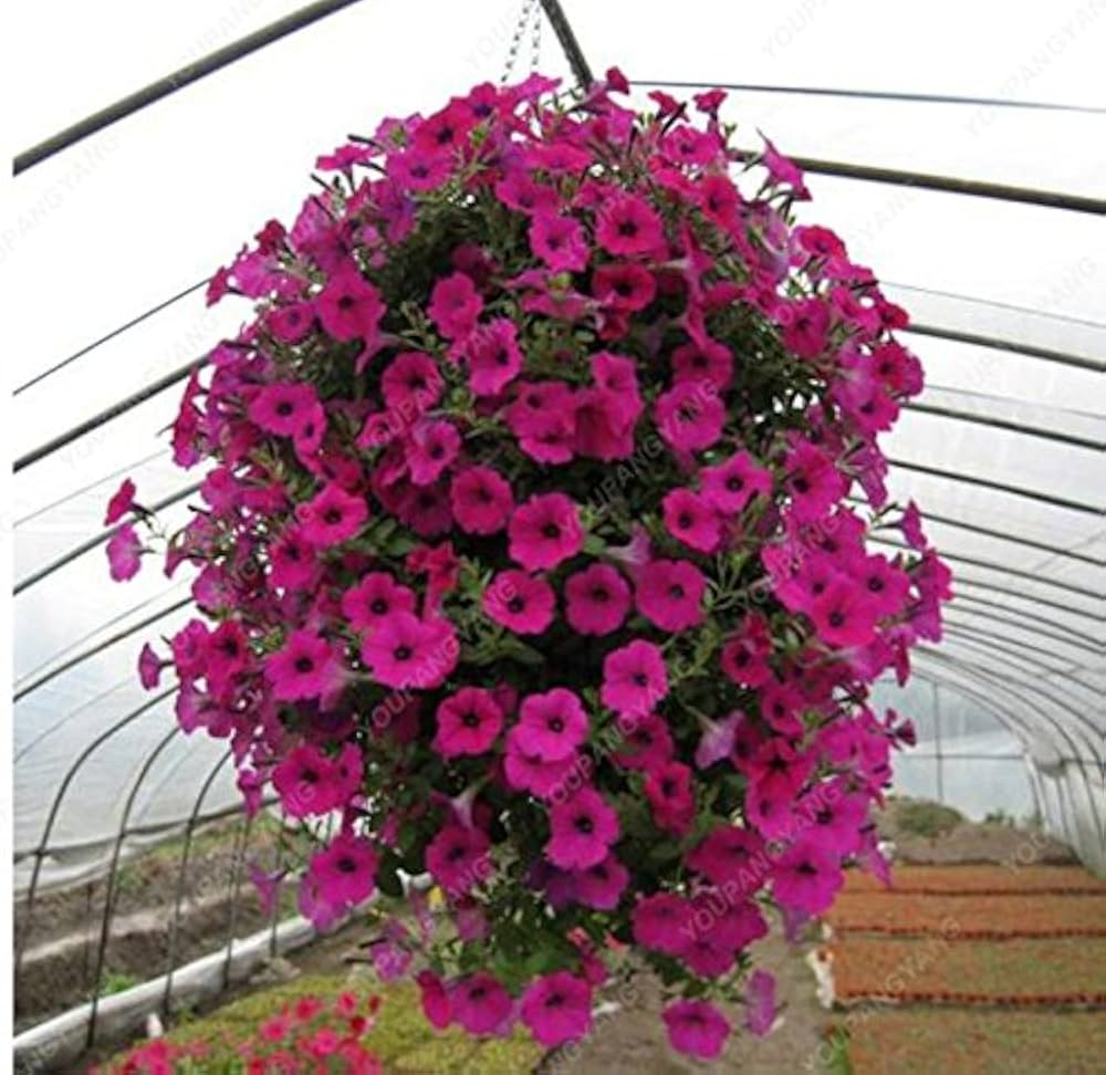 purple petunia flower seeds