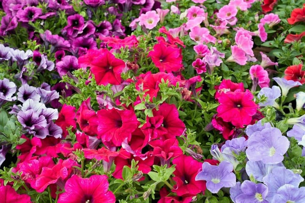 petunia flower flower seeds