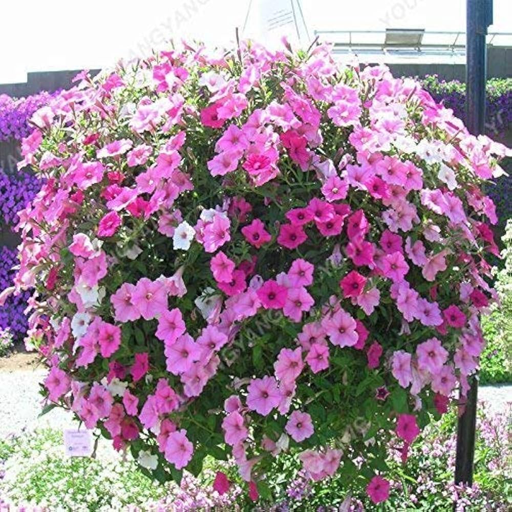 pink petunia flower seeds