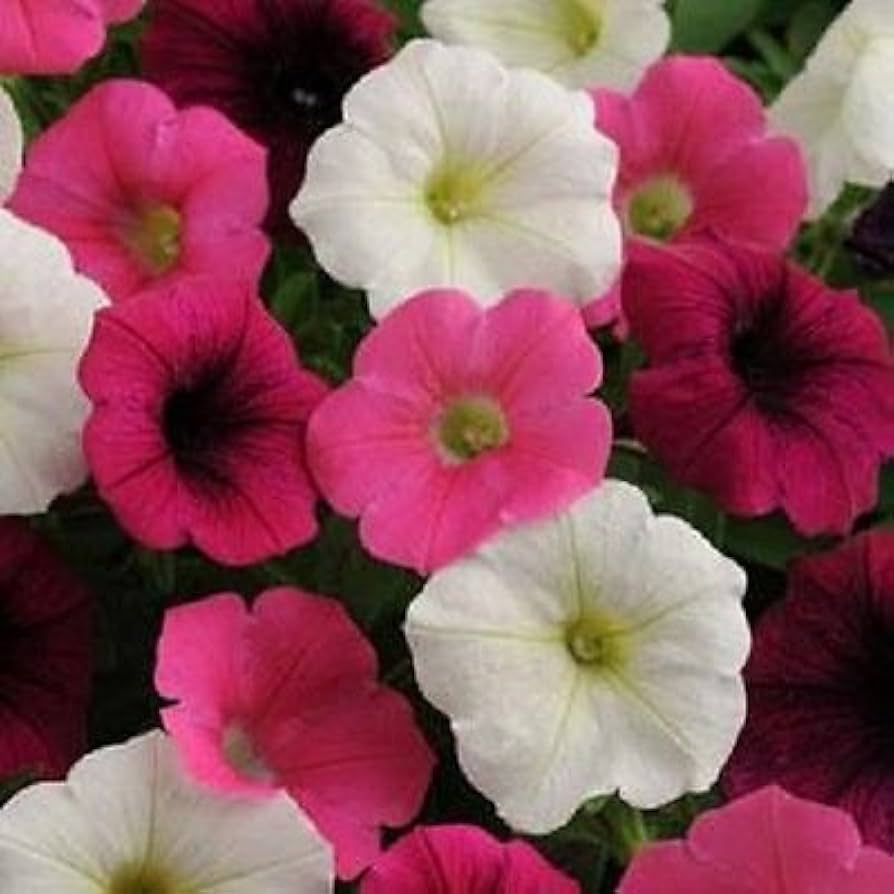 petunia flower flower seeds