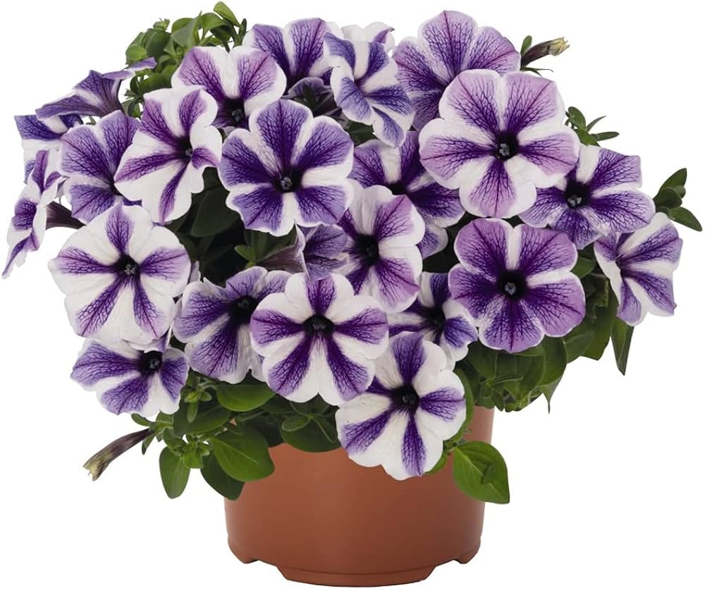 petunia flower flower seeds