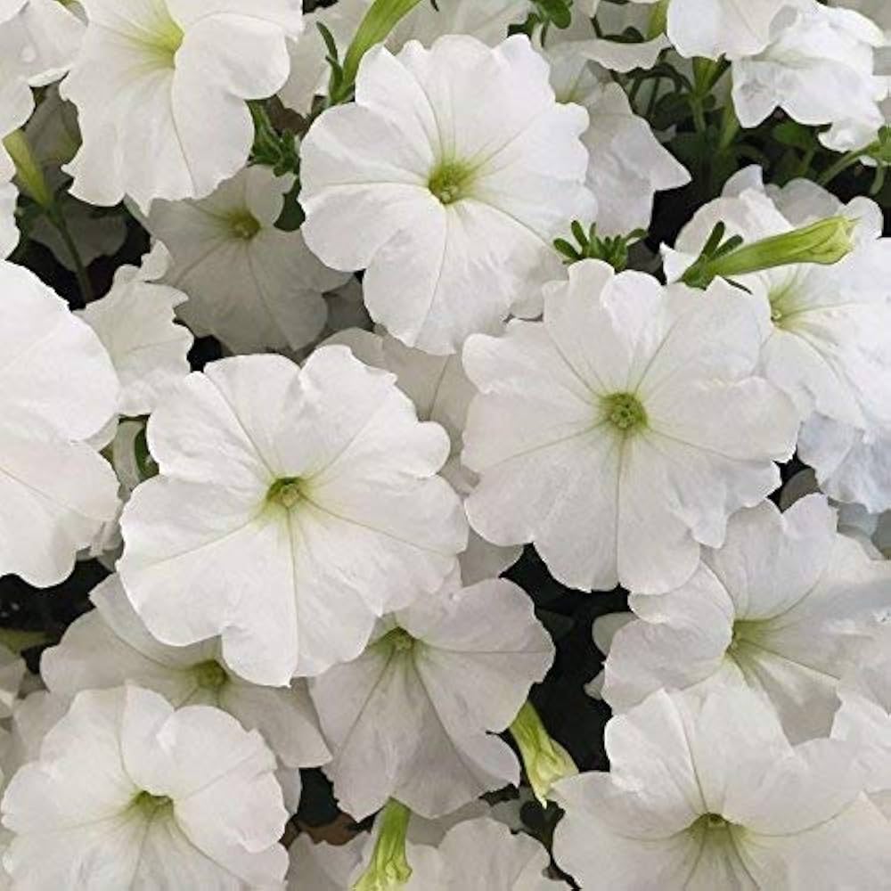 purple petunia flower seeds