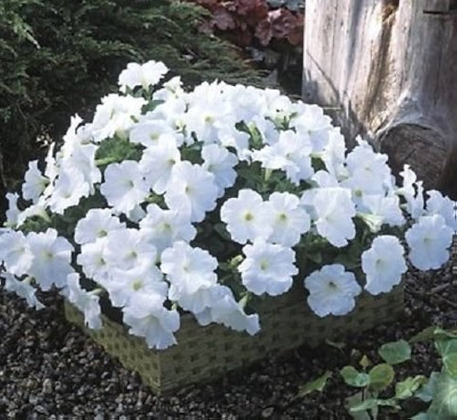 petunia flower flower seeds
