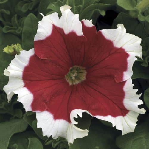 petunia frost flower seeds